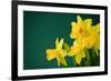 Yellow Daffodils on Green Background-paulgrecaud-Framed Photographic Print