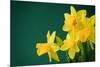 Yellow Daffodils on Green Background-paulgrecaud-Mounted Photographic Print