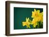 Yellow Daffodils on Green Background-paulgrecaud-Framed Photographic Print