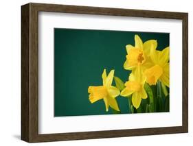 Yellow Daffodils on Green Background-paulgrecaud-Framed Photographic Print