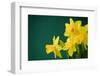 Yellow Daffodils on Green Background-paulgrecaud-Framed Photographic Print