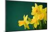 Yellow Daffodils on Green Background-paulgrecaud-Mounted Photographic Print