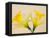 Yellow Daffodils-Jamie & Judy Wild-Framed Stretched Canvas