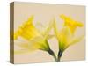 Yellow Daffodils-Jamie & Judy Wild-Stretched Canvas