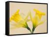 Yellow Daffodils-Jamie & Judy Wild-Framed Stretched Canvas