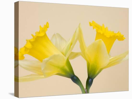 Yellow Daffodils-Jamie & Judy Wild-Stretched Canvas