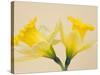 Yellow Daffodils-Jamie & Judy Wild-Stretched Canvas