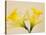 Yellow Daffodils-Jamie & Judy Wild-Stretched Canvas