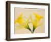 Yellow Daffodils-Jamie & Judy Wild-Framed Photographic Print