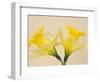 Yellow Daffodils-Jamie & Judy Wild-Framed Photographic Print