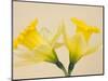 Yellow Daffodils-Jamie & Judy Wild-Mounted Photographic Print