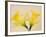 Yellow Daffodils-Jamie & Judy Wild-Framed Photographic Print