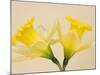 Yellow Daffodils-Jamie & Judy Wild-Mounted Photographic Print
