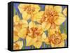 Yellow Daffodils-Mary Russel-Framed Stretched Canvas