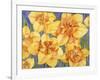 Yellow Daffodils-Mary Russel-Framed Giclee Print