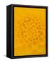 Yellow Dahlia Detail-John McAnulty-Framed Stretched Canvas