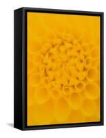 Yellow Dahlia Detail-John McAnulty-Framed Stretched Canvas