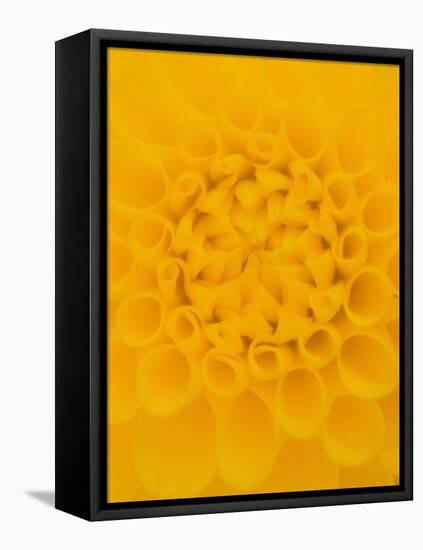 Yellow Dahlia Detail-John McAnulty-Framed Stretched Canvas