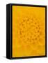 Yellow Dahlia Detail-John McAnulty-Framed Stretched Canvas