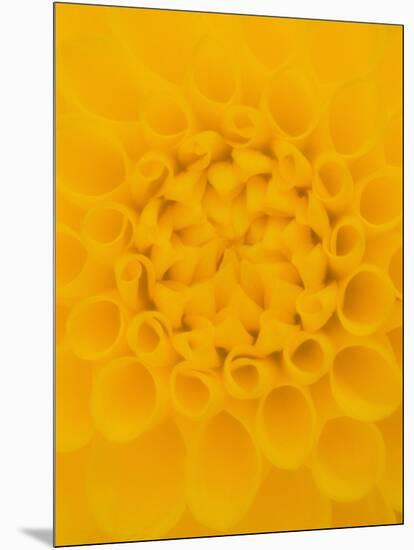 Yellow Dahlia Detail-John McAnulty-Mounted Photographic Print