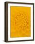Yellow Dahlia Detail-John McAnulty-Framed Photographic Print