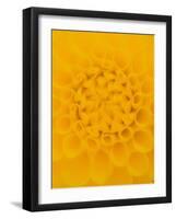 Yellow Dahlia Detail-John McAnulty-Framed Photographic Print