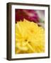 Yellow Dahlia-null-Framed Photographic Print