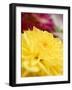 Yellow Dahlia-null-Framed Photographic Print