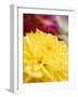 Yellow Dahlia-null-Framed Photographic Print