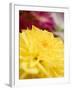 Yellow Dahlia-null-Framed Photographic Print