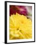 Yellow Dahlia-null-Framed Photographic Print