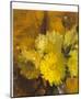 Yellow Dahlias-Laura Coombs Hills-Mounted Art Print