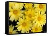 Yellow Daisies, Bellevue Botanical Garden, Washington, USA-Jamie & Judy Wild-Framed Stretched Canvas