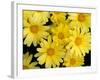 Yellow Daisies, Bellevue Botanical Garden, Washington, USA-Jamie & Judy Wild-Framed Photographic Print