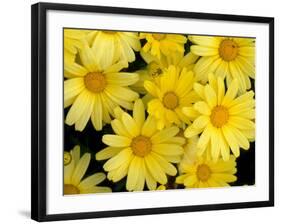 Yellow Daisies, Bellevue Botanical Garden, Washington, USA-Jamie & Judy Wild-Framed Photographic Print