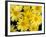 Yellow Daisies, Bellevue Botanical Garden, Washington, USA-Jamie & Judy Wild-Framed Photographic Print