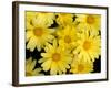 Yellow Daisies, Bellevue Botanical Garden, Washington, USA-Jamie & Judy Wild-Framed Photographic Print