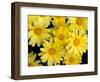 Yellow Daisies, Bellevue Botanical Garden, Washington, USA-Jamie & Judy Wild-Framed Photographic Print