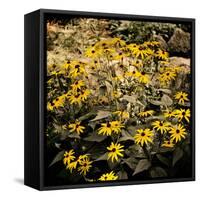 Yellow Daisies-Bruce Nawrocke-Framed Stretched Canvas