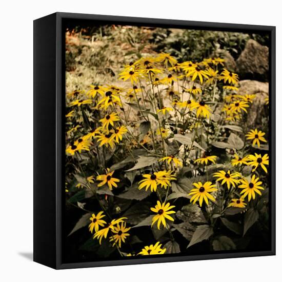 Yellow Daisies-Bruce Nawrocke-Framed Stretched Canvas