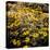 Yellow Daisies-Bruce Nawrocke-Stretched Canvas