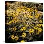 Yellow Daisies-Bruce Nawrocke-Stretched Canvas