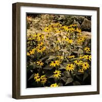 Yellow Daisies-Bruce Nawrocke-Framed Photographic Print