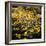 Yellow Daisies-Bruce Nawrocke-Framed Photographic Print