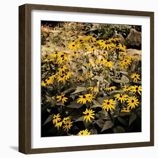 Yellow Daisies-Bruce Nawrocke-Framed Photographic Print