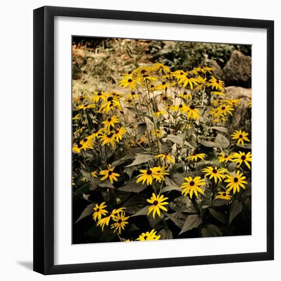 Yellow Daisies-Bruce Nawrocke-Framed Photographic Print