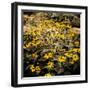 Yellow Daisies-Bruce Nawrocke-Framed Photographic Print