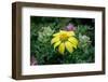 Yellow daisy bush, endemic to Floreana Island, Galapagos Islands, Ecuador.-Adam Jones-Framed Photographic Print