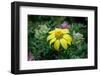 Yellow daisy bush, endemic to Floreana Island, Galapagos Islands, Ecuador.-Adam Jones-Framed Photographic Print