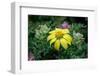 Yellow daisy bush, endemic to Floreana Island, Galapagos Islands, Ecuador.-Adam Jones-Framed Photographic Print